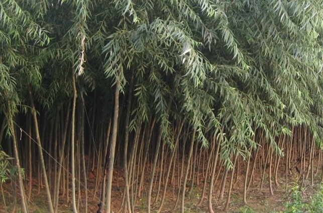 大连 批发大量柳树苗