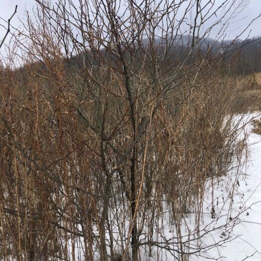 沈阳猪牙皂角树  6年皂角树苗 自家种植 无中间商 本溪桓仁