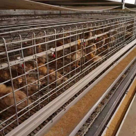 西平县畜牧饲养设备  鸡笼自动化蛋鸡笼肉鸡笼育雏笼