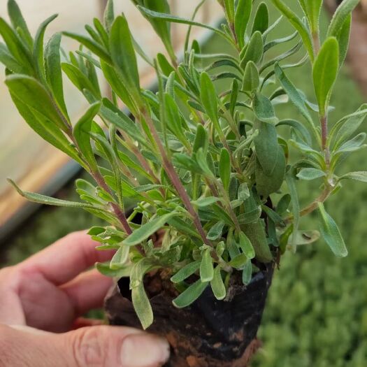 青州市 山东青州薰衣草供应基地，薰衣草价格