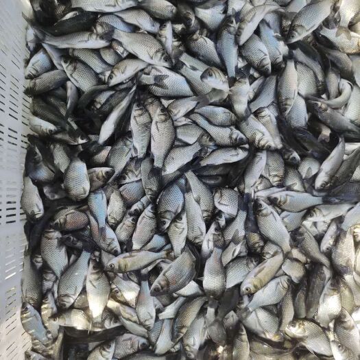 佛山高背鲫鱼苗 头批，圆头鲫，工程鲫，32片鳞，一年万达1.5斤