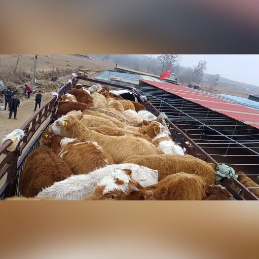 凤阳县和牛 中上等货