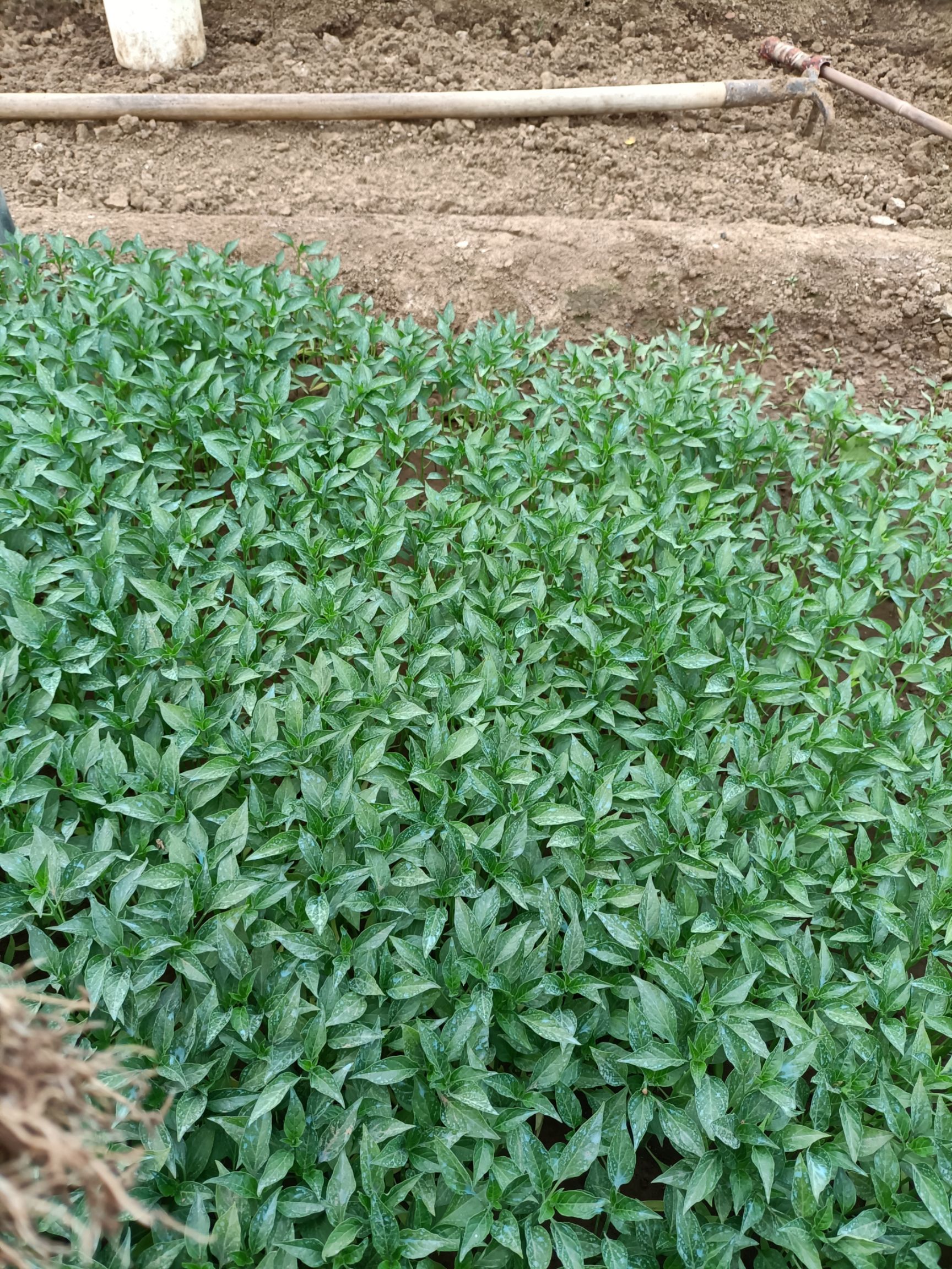 螺丝辣椒苗  螺丝椒苗苗子壮，根系发达成话率高。