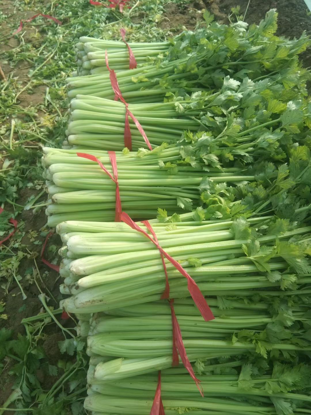 暖棚种植西芹菜，大量上市色泽鲜明口感清翠，诚信报价，量大从优