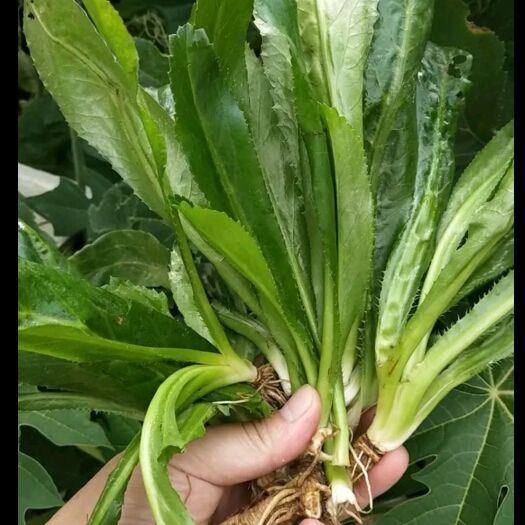 南宁大叶刺芫荽香菜 泰国大芫荽，广东大香菜 老缅香菜