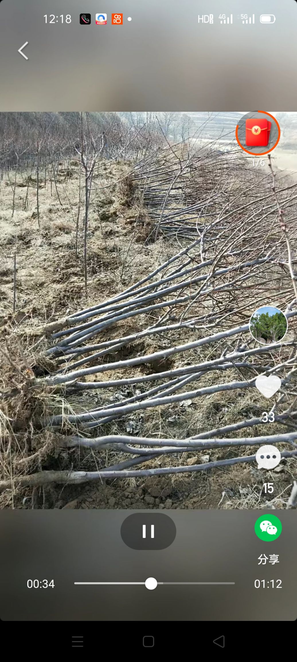 红梅杏。各种绿花苗木供应，质量保证，协助找车，保上车。