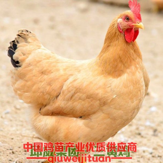 仁怀市三黄鸡苗 厂家直销，假一赔十，包打疫苗，运输风险承包！