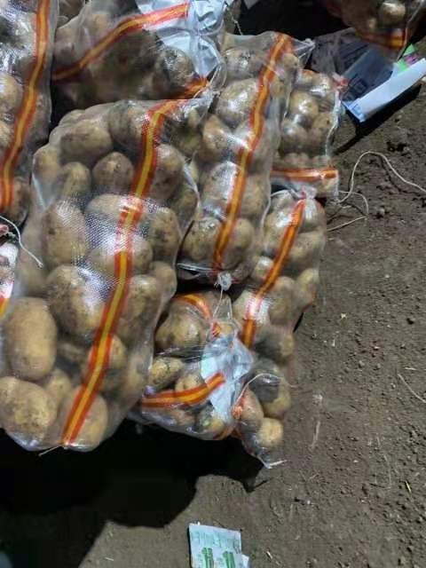 宁安市 牡丹江尤金885土豆黄皮圆葱窖储货