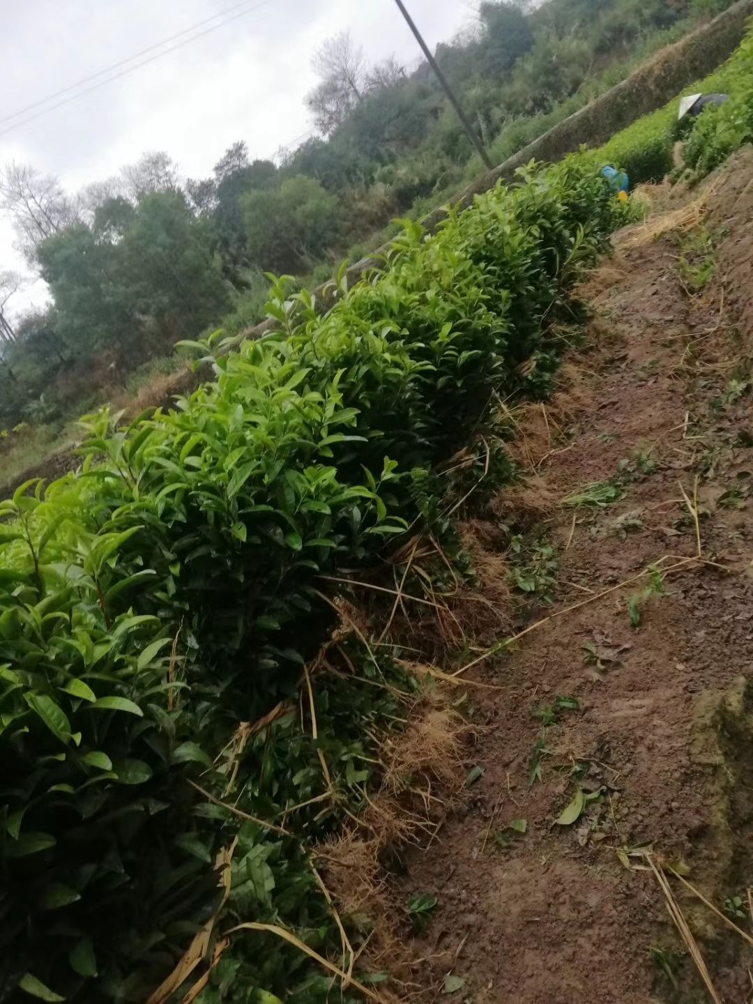茶树苗 福鼎白茶.名选131福选九号