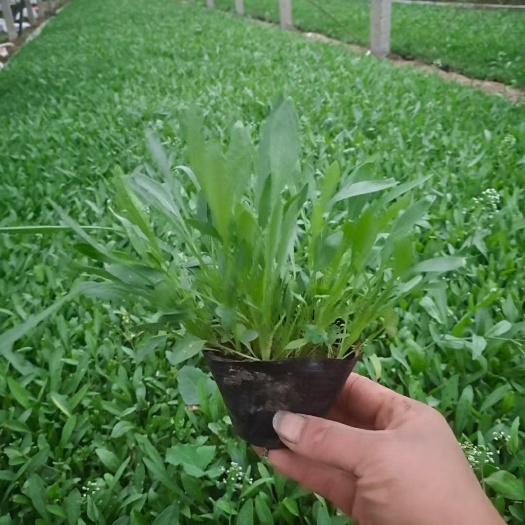 青州市金鸡菊苗 