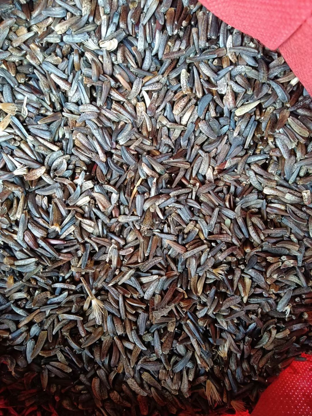 小秦艽种子 这几天种植药材季节需要种的赶紧下单了