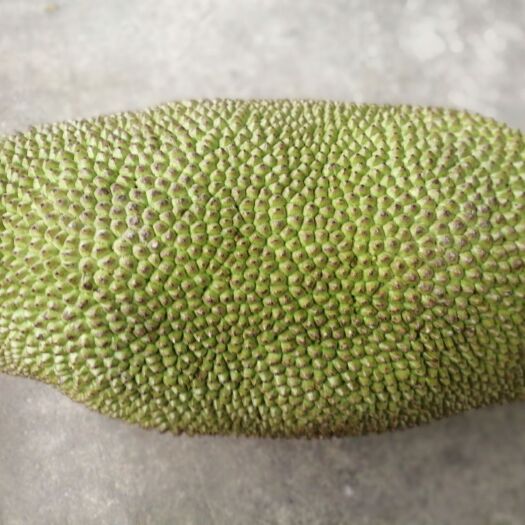 贺州海南菠萝蜜