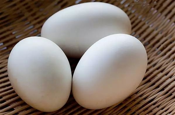鲜鹅蛋 食用 箱装