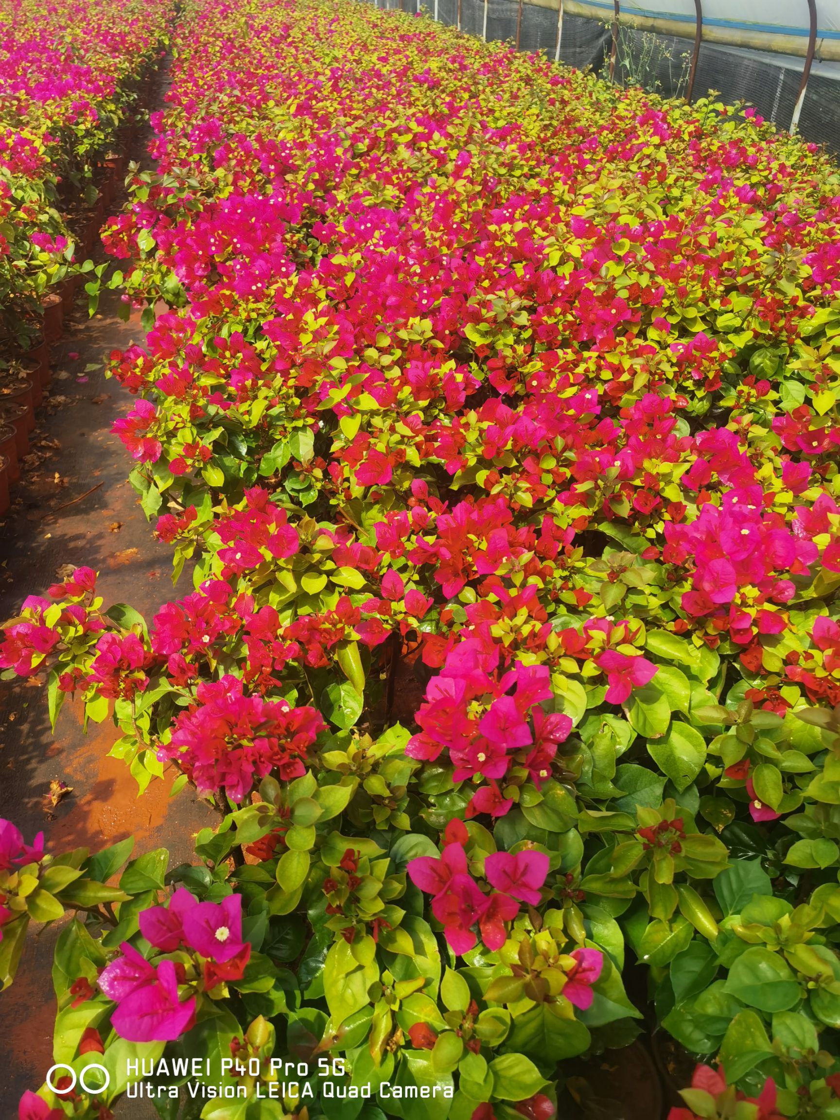 红花三角梅  三角梅