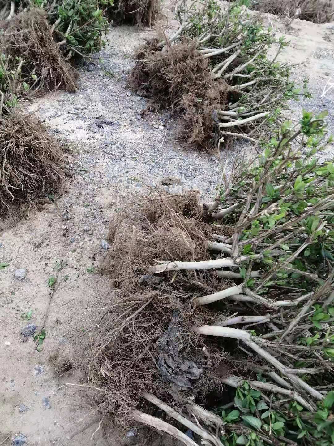 大毛花金银花苗  河南封丘金银花苗一公分以上大苗 大毛花品种