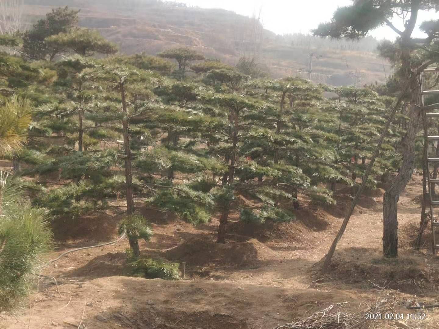 苗木绿化基地直供，精品造型油松黑松罗汉松，全国直供