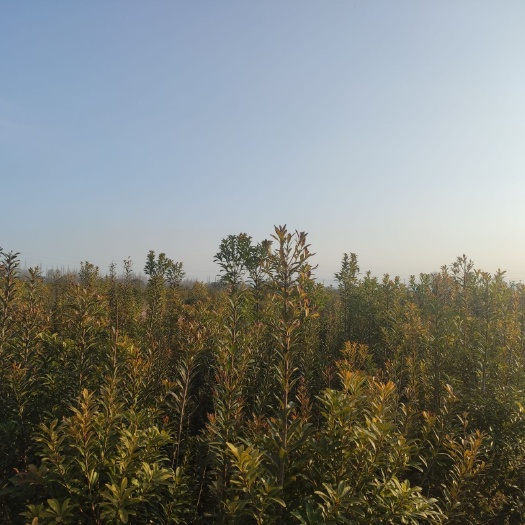余姚市荸荠杨梅种苗  荸荠种，东魁种，水晶种，红白种。嫁接幼苗1-20公分树苗
