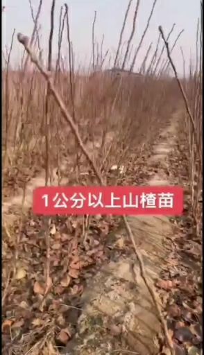 营口大果山楂苗