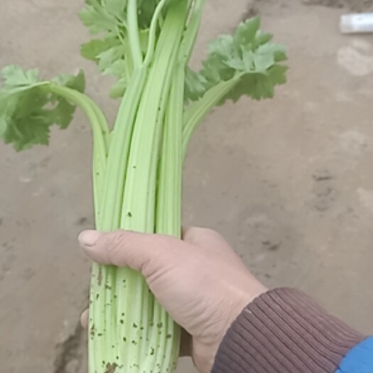 怀远县西芹 