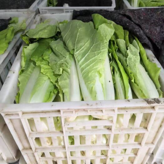 太和县 毛白菜快菜大量供应