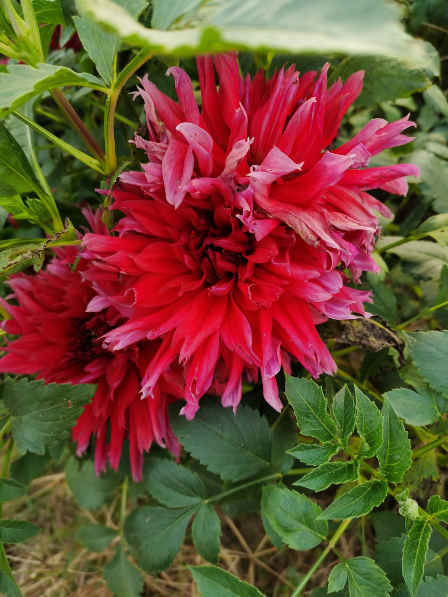 大丽花苗  大丽花种子，