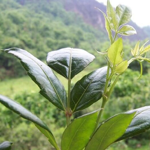 会同县湖南藤茶苗莓茶苗批发零售价格优惠