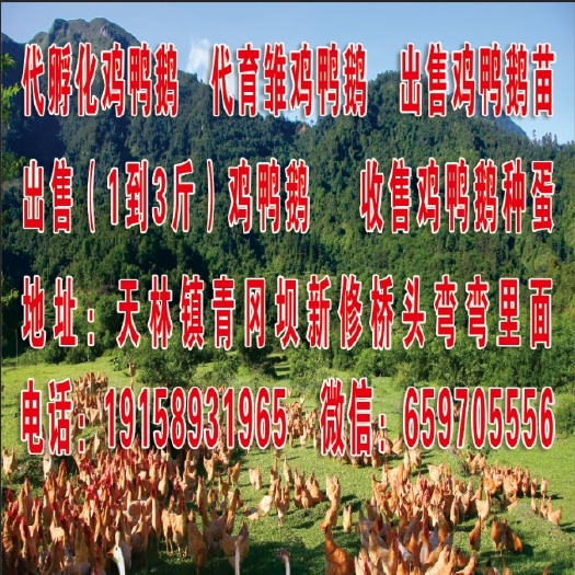 安岳县 45天就可以产蛋鹌鹑，一月青年鹌鹑