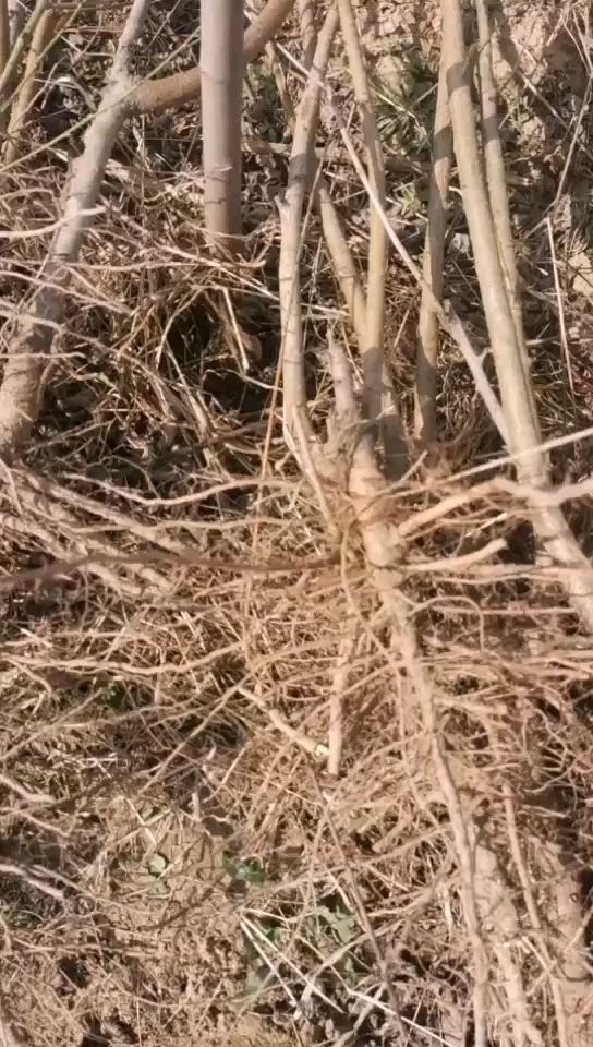 黄金密新1号桃苗  两年嫁接成苗，早熟晚熟，品种有锦绣。金黄后，黄金蜜，