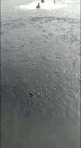 鱼苗，银鳕鱼苗，军鱼苗，叉尾，桂鱼苗，基地直供，提供养殖技术