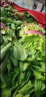 红菠菜  小叶菠菜量大质优欢迎各地老板实地考察