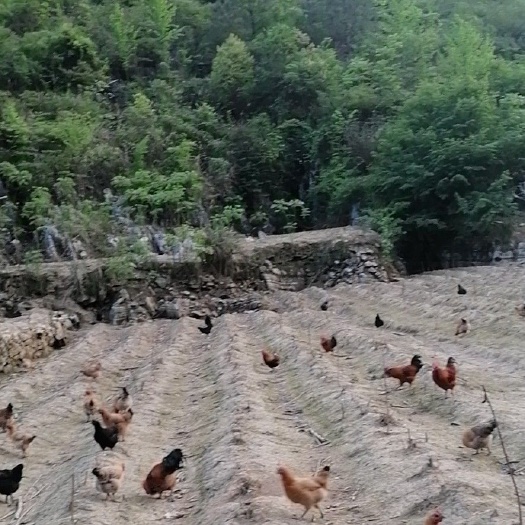  正宗跑山鸡，土鸡，五黑乌鸡