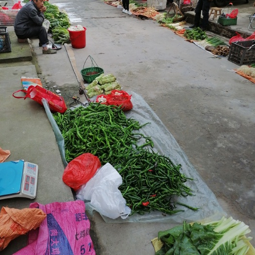 宁都县螺丝椒  甩锅卖货
