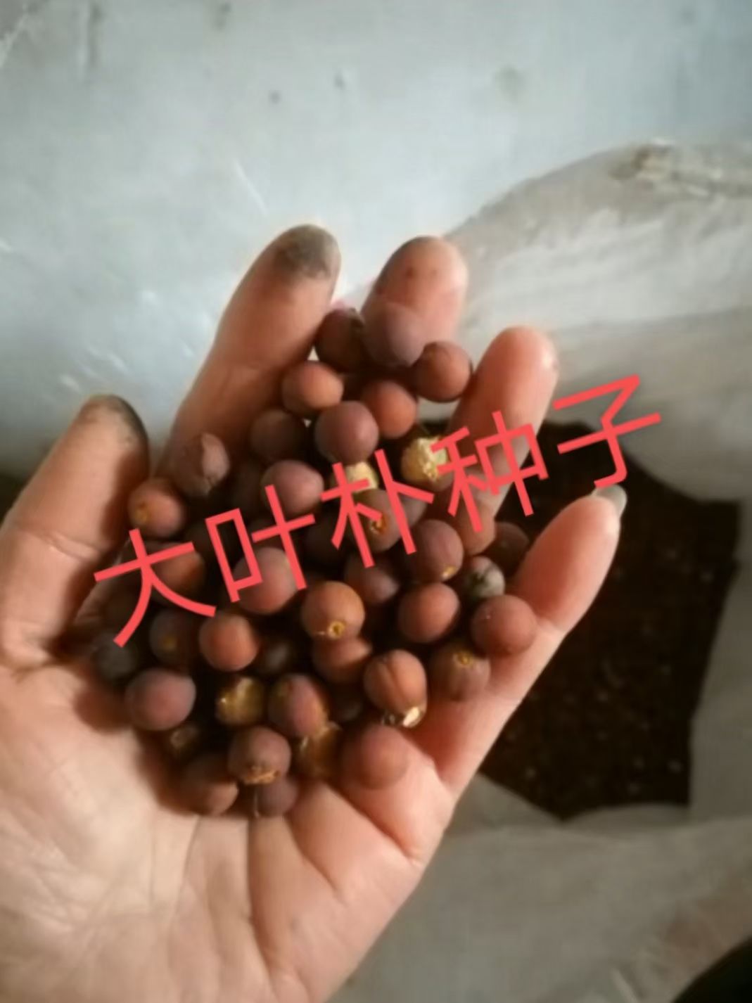 朴树种子 优质大叶朴种子