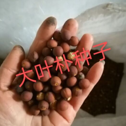 泊头市朴树种子 优质大叶朴种子