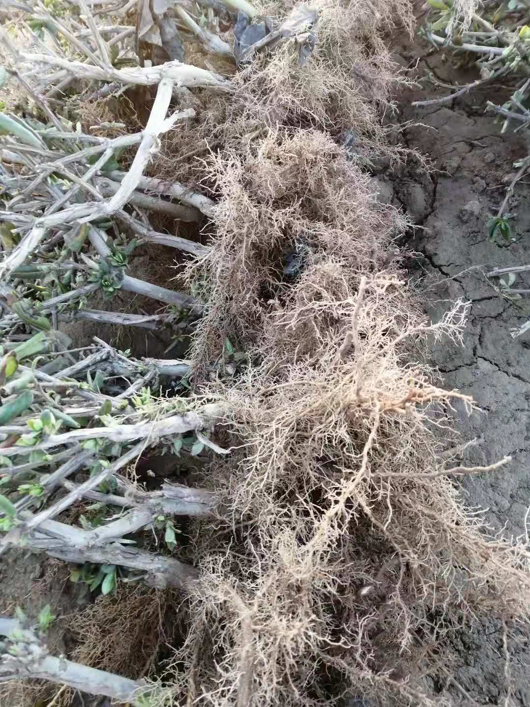 大毛花金银花苗  河南封丘金银花苗一公分以上大苗 大毛花品种