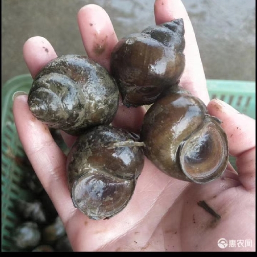 荆州自养自销的田螺，石螺，低价批发，厚壳，青苔少，质量保证，诚信