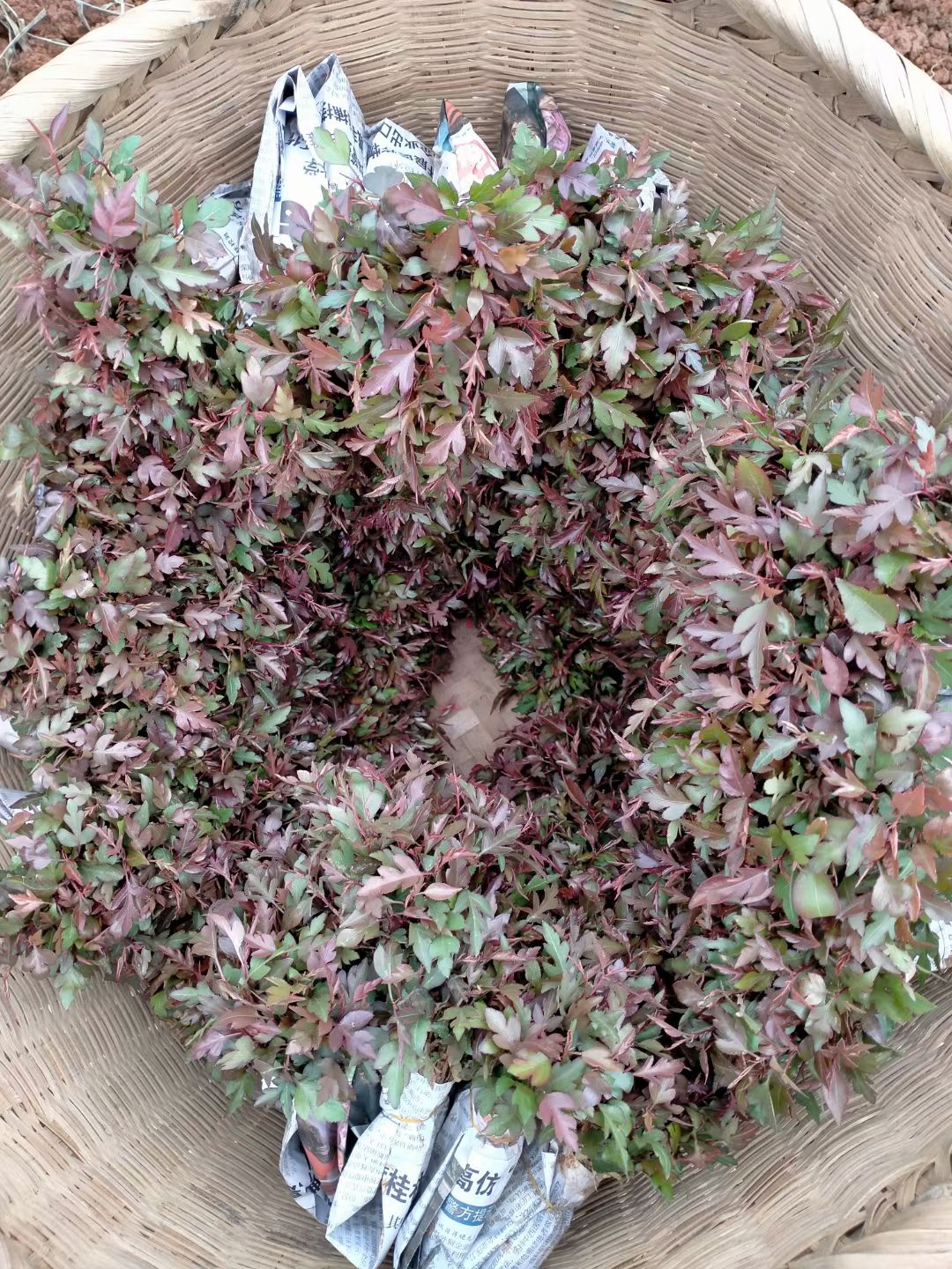 杜梨苗 棠梨苗  棠梨，也叫鸟梨，或杜梨，野梨子，可以用于嫁