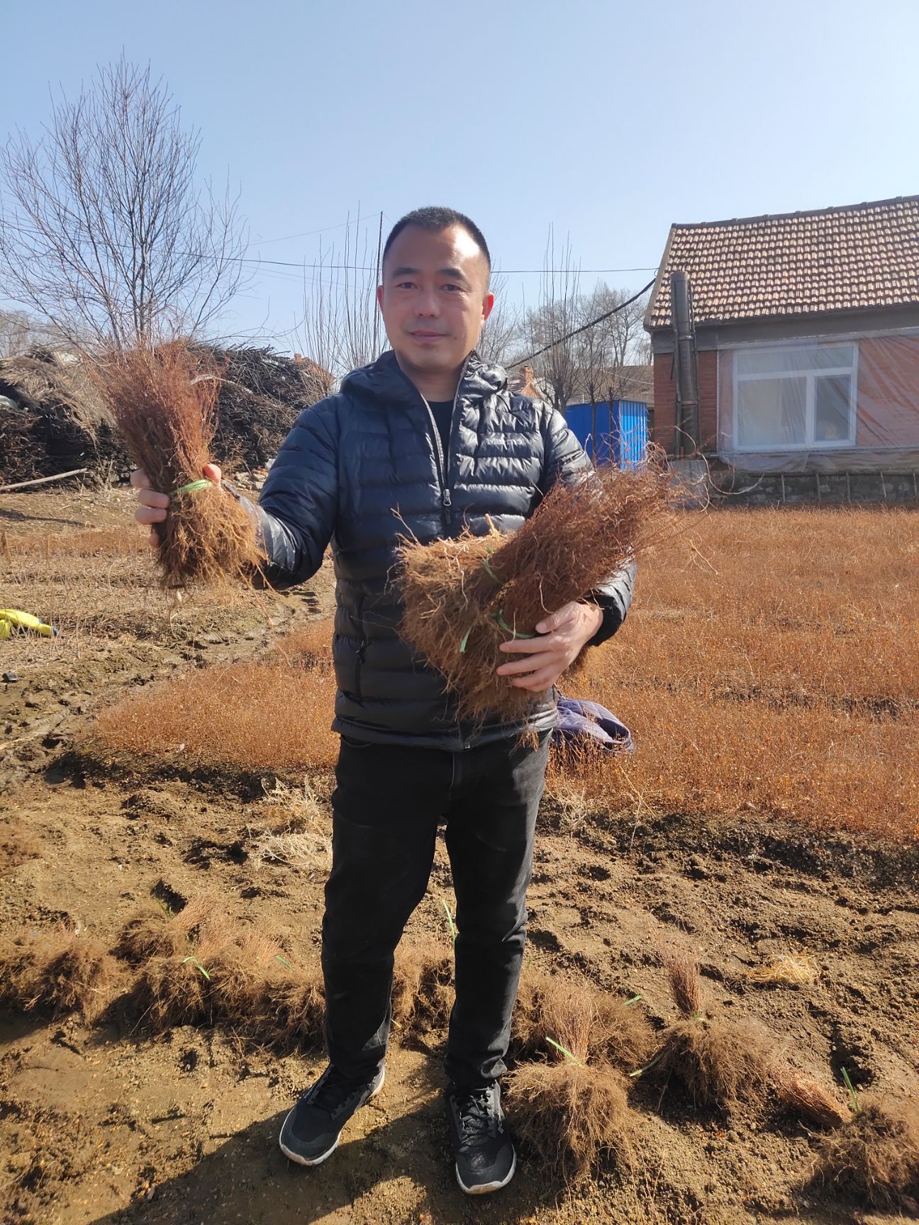 珍珠绣线菊（雪柳、喷雪花）种条可切花 庭院绿植 花量大