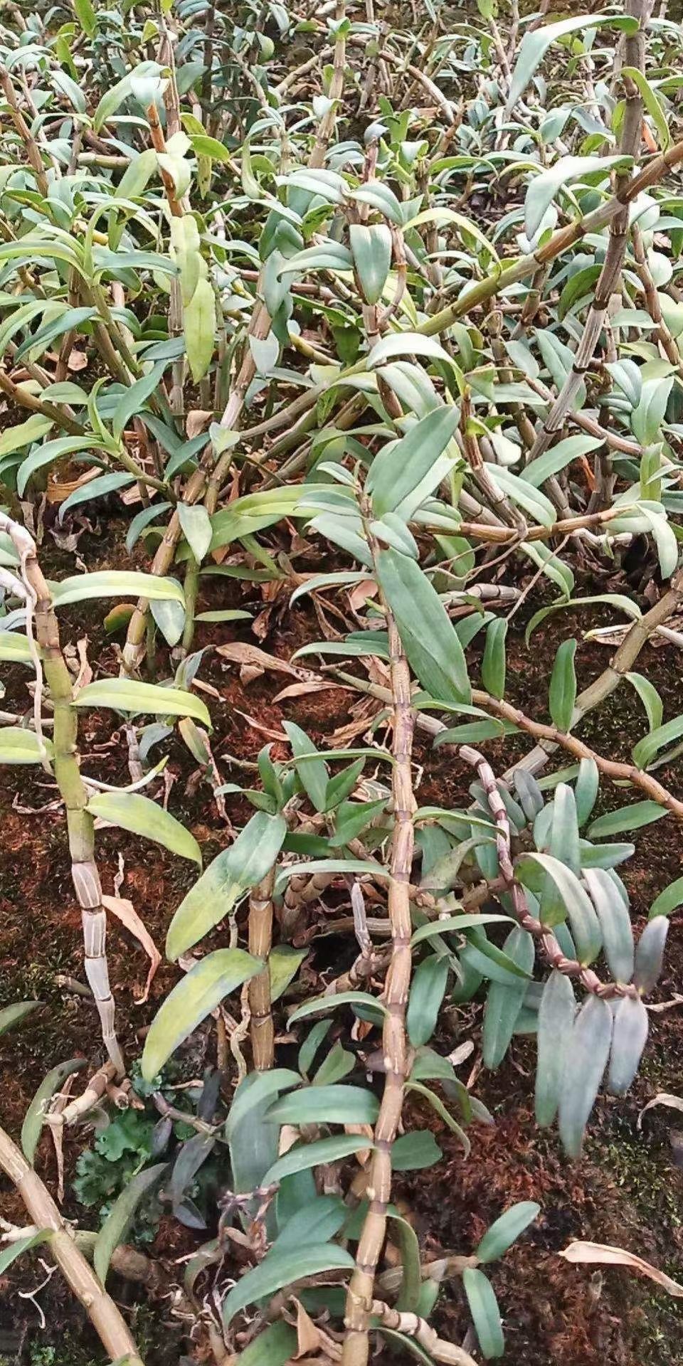  铁皮石斛鲜条产新季节  量少