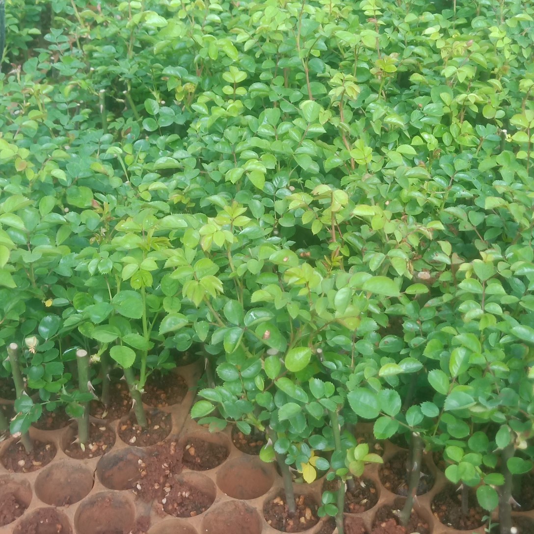 大马士革3号玫瑰  食用玫瑰，大马士革，滇红玫瑰，金边玫瑰