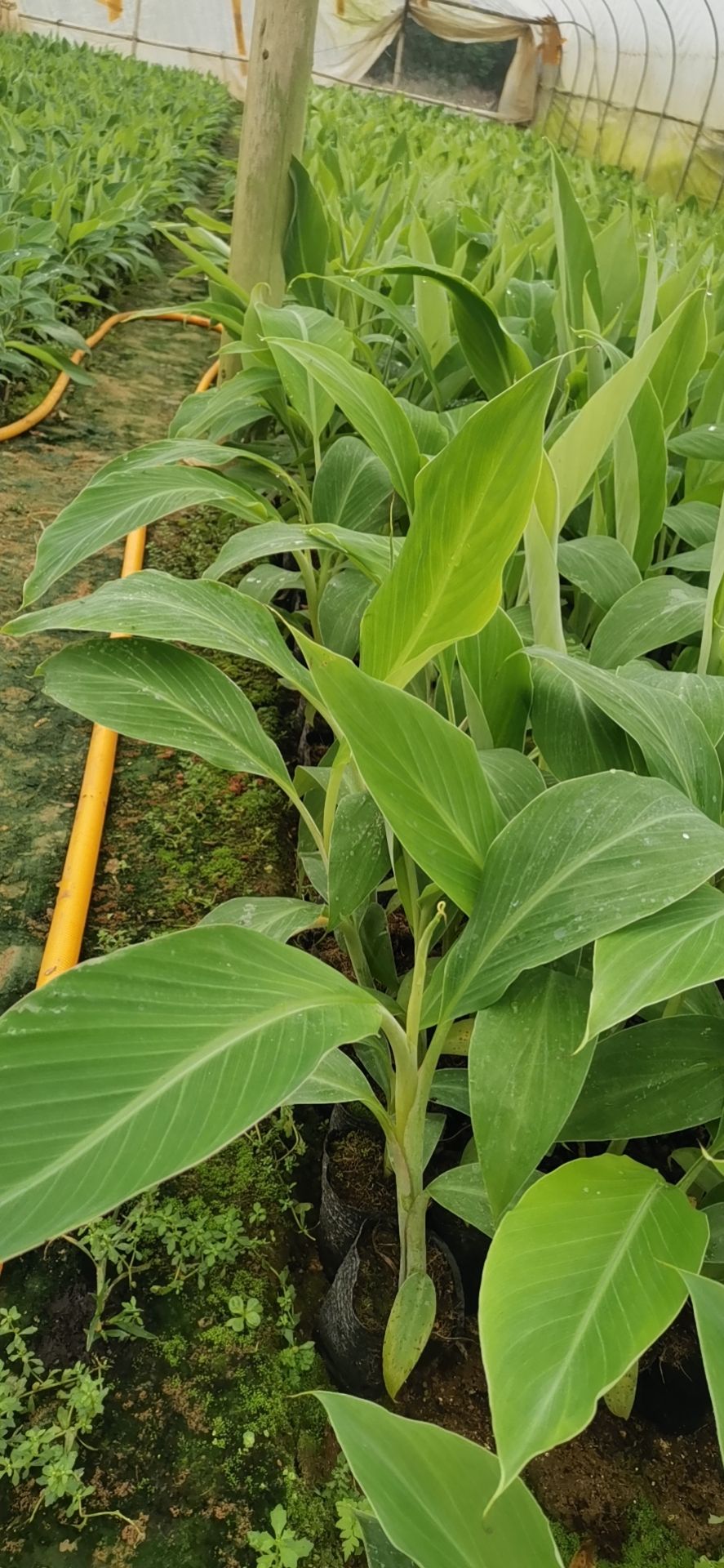 【香蕉苗】巴西蕉苗  大量供应香蕉苗，威廉斯B6