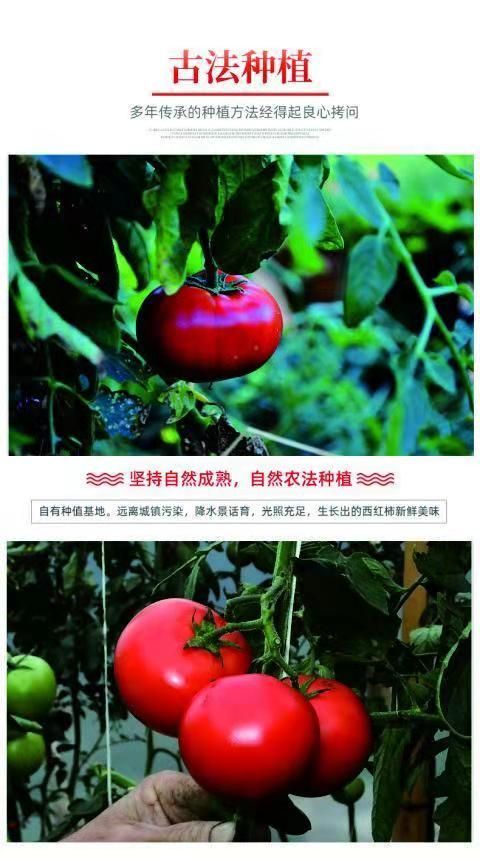 水果西红柿  西红柿 绿色、新鲜、现摘现发