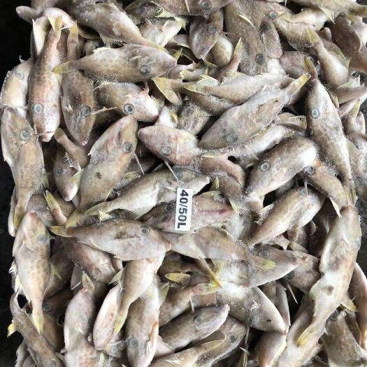 福州 小马面鱼 板冻 40/50 大量现货 价低 福州发
