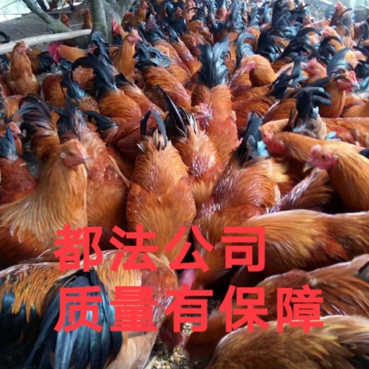 南宁桂香土鸡苗灵山土鸡苗母苗包打好疫苗，孵房直销