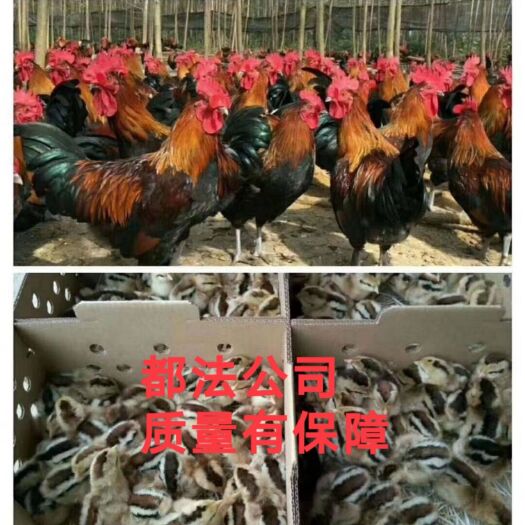 南宁黑脚土鸡苗，瑶山鸡苗