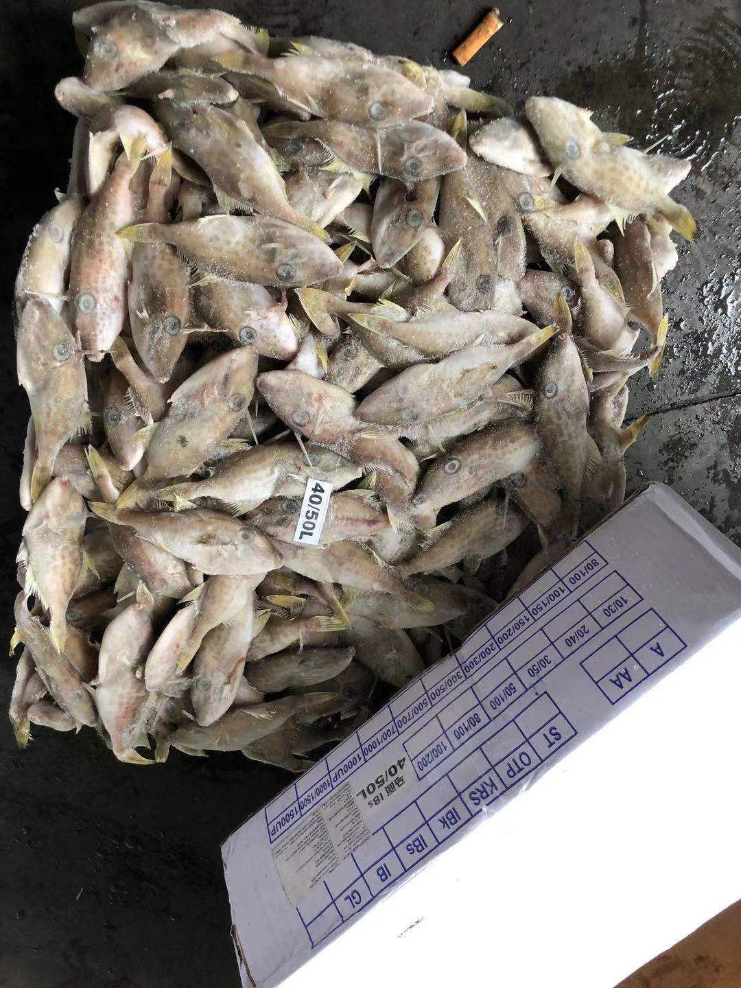  小马面鱼 板冻 40/50 大量现货 价低 福州发