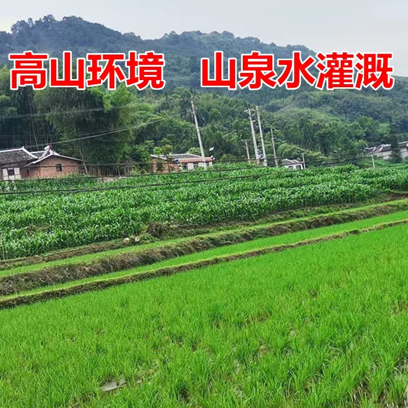 籼米  软粘