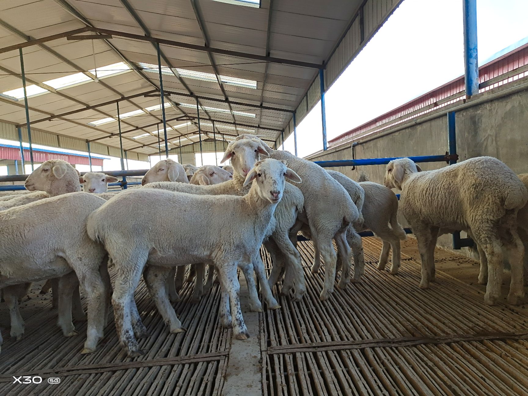  纯种澳洲白绵羊黑头活体羊羔成年怀孕母羊养殖种羊活羊活体种公羊