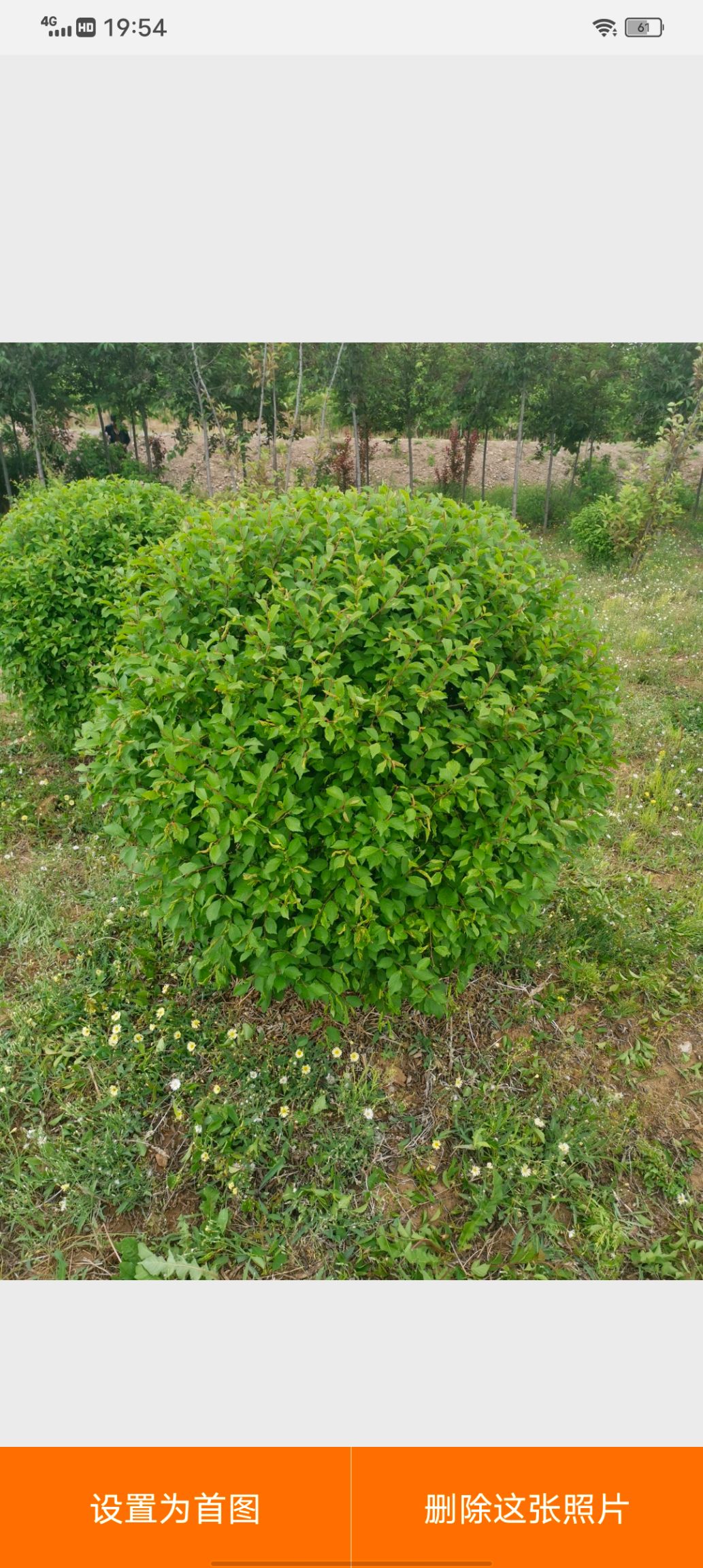 榆葉梅 一種耐寒品種開(kāi)花特別漂亮 五一開(kāi)花 花期一個(gè)月