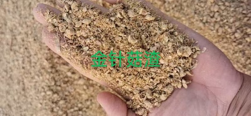 石家庄饲料原料  金针菇渣  全国有货全国供应几百块钱一顿